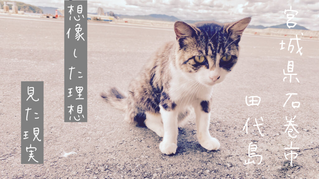東北の猫島、田代島。想像していた「理想の姿」目で見た「現実の姿」の記事で使用するアイキャッチ画像